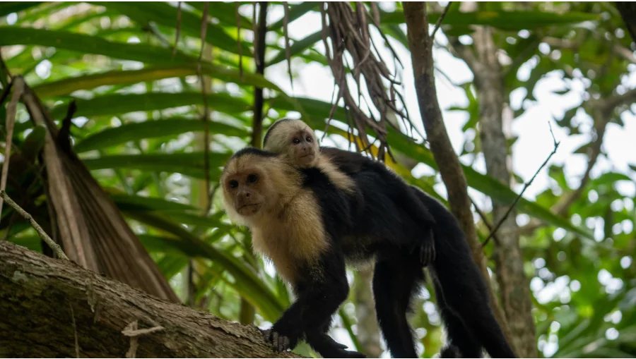 A white-faced capuchin monkey carrying a baby on its back while walking along a tree branch in the tropical forest of Playa Flamingo, Guanacaste, Costa Rica