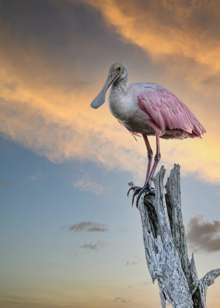 A roseate spoonbill perched on a weathered dead tree stump against a dramatic sunset sky, Playa Flamingo, Guanacaste, Costa Rica